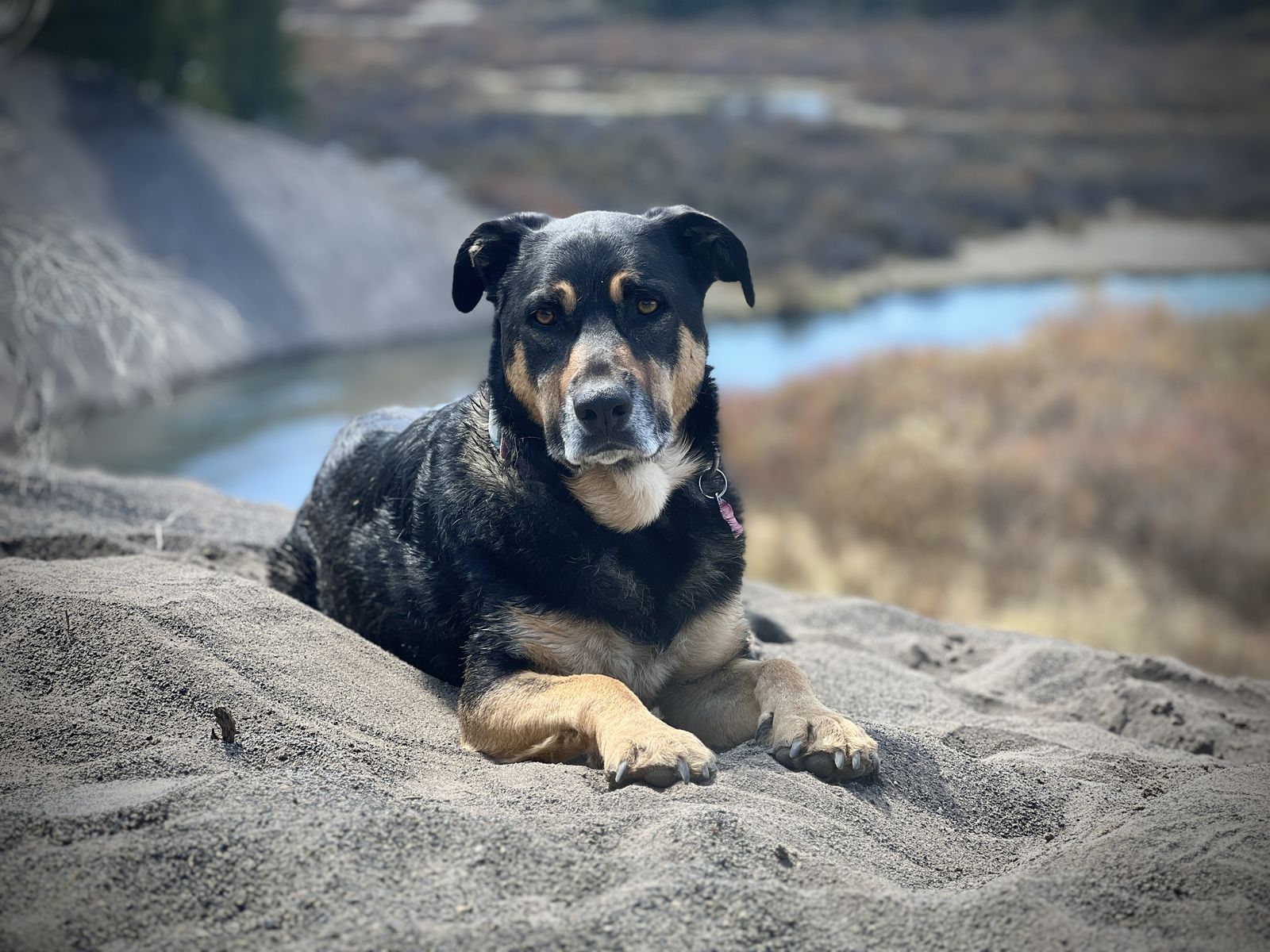 Obie resting on a rocky ledge by the river